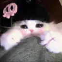 甜菜cooker