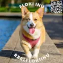 RealFlokiInu
