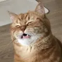 Tanavast