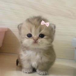 BIBI