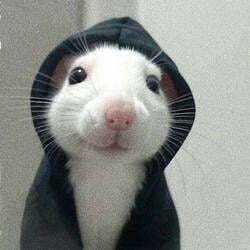 hoodrat