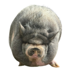 Nikepig