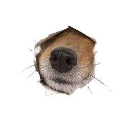 nose