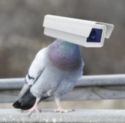 Pigeon Tech [OLD]