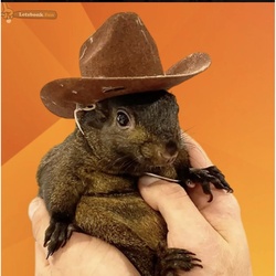 Pnut the Squirrel