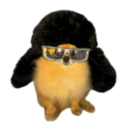 pomkori
